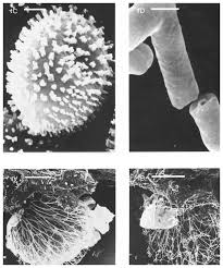 Attēlu rezultāti vaicājumam “Colloderma oculatum”