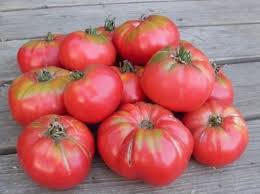 Afbeeldingsresultaat voor caspian pink tomato