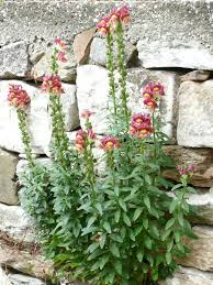 Image result for Antirrhinum majus maximum