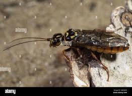 Attēlu rezultāti vaicājumam “Acantholyda posticalis”