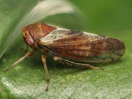 Attēlu rezultāti vaicājumam “Oncopsis sp.”