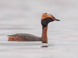 Image result for Podiceps auritus