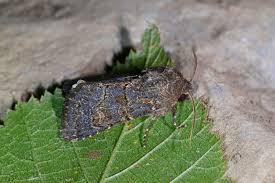 Attēlu rezultāti vaicājumam “Tholera cespitis”