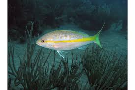 Image result for Ocyurus chrysurus