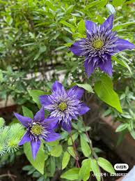 Image result for clematis multi blue