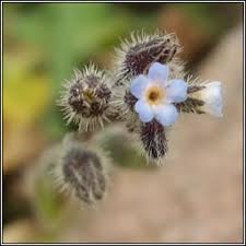 Attēlu rezultāti vaicājumam “Myosotis ramosissima flower”