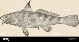 Image result for Menticirrhus americanus