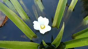 Attēlu rezultāti vaicājumam “Stratiotes aloides flower”