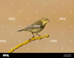 Attēlu rezultāti vaicājumam “Phylloscopus trochilus”