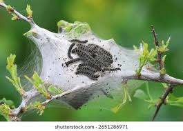 Attēlu rezultāti vaicājumam “Eriogaster lanestris larva”