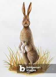 Attēlu rezultāti vaicājumam “Lepus europaeus adult”