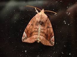 Attēlu rezultāti vaicājumam “Cosmia pyralina”