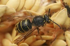 Attēlu rezultāti vaicājumam “Dolichovespula media”