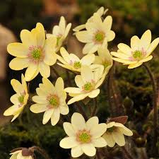 Attēlu rezultāti vaicājumam “Hepatica nobilis fruit”