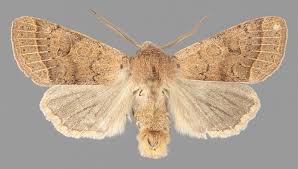 Attēlu rezultāti vaicājumam “Orthosia cerasi”