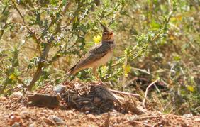 Attēlu rezultāti vaicājumam “Galerida cristata”