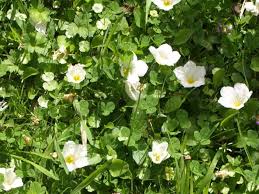 Image result for Nierembergia