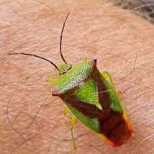 Attēlu rezultāti vaicājumam “Acanthosoma haemorrhoidale”