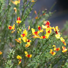 Attēlu rezultāti vaicājumam “Cytisus scoparius”