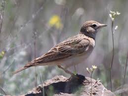 Image result for Calandrella brachydactyla