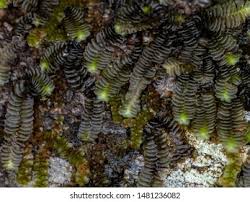 Attēlu rezultāti vaicājumam “Jungermanniopsida”