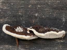 Attēlu rezultāti vaicājumam “Gloeophyllum trabeum”