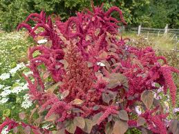 Image result for Fuchsschwanz