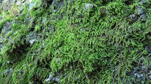 Attēlu rezultāti vaicājumam “Hypnum pallescens”