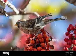 Attēlu rezultāti vaicājumam “Carduelis flammea male”