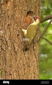 Attēlu rezultāti vaicājumam “Picus viridis nest”