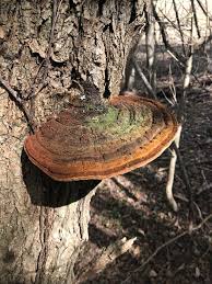 Attēlu rezultāti vaicājumam “Phellinus chrysoloma”