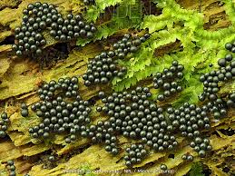 Attēlu rezultāti vaicājumam “Cribraria argillacea macro”