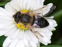 Attēlu rezultāti vaicājumam “Eristalis sp.”