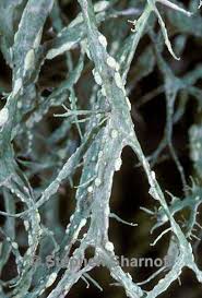 Attēlu rezultāti vaicājumam “Ramalina farinacea”