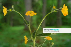 Attēlu rezultāti vaicājumam “Ranunculus lanuginosus flower”