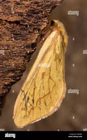 Attēlu rezultāti vaicājumam “Hepialus humuli”