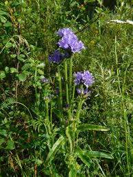 Attēlu rezultāti vaicājumam “Campanula cervicaria flower”