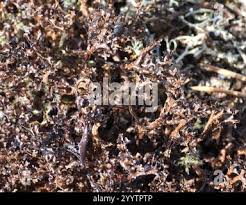 Attēlu rezultāti vaicājumam “Cetraria ericetorum”