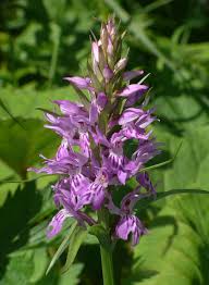 Attēlu rezultāti vaicājumam “Dactylorhiza fuchsii leaf”
