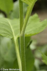 Attēlu rezultāti vaicājumam “Telekia speciosa bud”