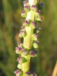 Attēlu rezultāti vaicājumam “Triglochin maritimum”