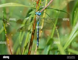 Attēlu rezultāti vaicājumam “Aeshna viridis”