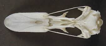 Attēlu rezultāti vaicājumam “Anas penelope”