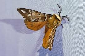 Attēlu rezultāti vaicājumam “Endromis versicolora”