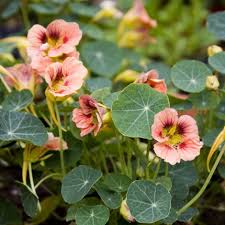 Attēlu rezultāti vaicājumam “Tropaeolum majus flower”