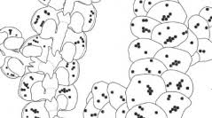 Attēlu rezultāti vaicājumam “Frullania fragilifolia”