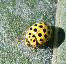 Attēlu rezultāti vaicājumam “Psyllobora vigintiduopunctata”