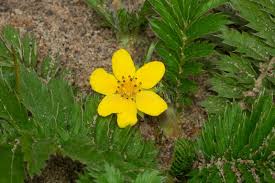 Attēlu rezultāti vaicājumam “Argentina anserina flower”