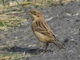 Image result for Emberiza pallasi