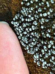 Attēlu rezultāti vaicājumam “Physarum decipiens spores”